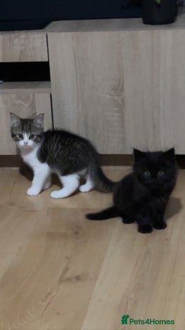 British Shorthair cats - Advert 11