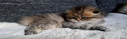 Scottish Fold cats for sale: Rare color scottish babys  - Advert 5