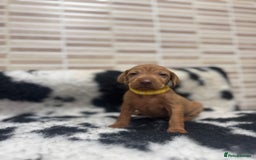 Hungarian Vizsla dogs for sale: 10 Hungarian Vizsla puppies - 6 boys & 4 girls - Image 7
