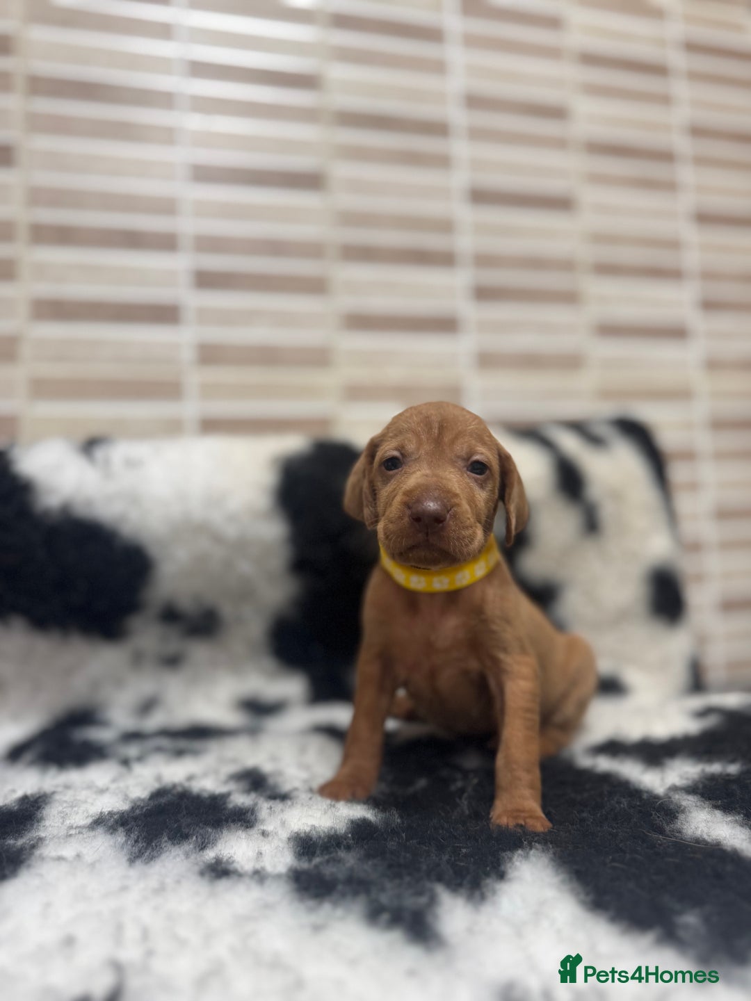 Hungarian Vizsla dogs for sale: 10 Hungarian Vizsla puppies - 6 boys & 4 girls - Image 7