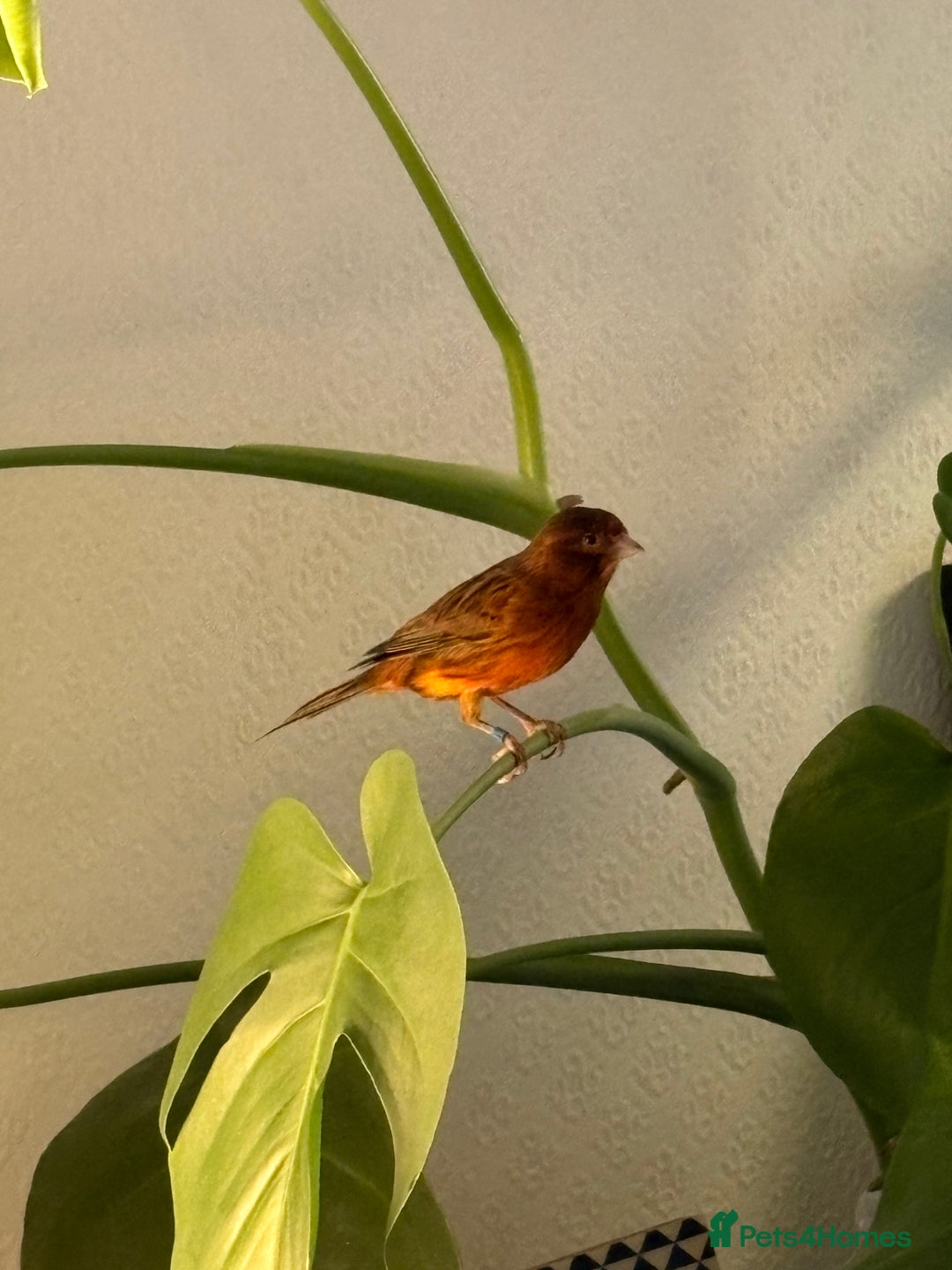 Canaries birds for sale: Beautiful male red and black canary  - Advert 3