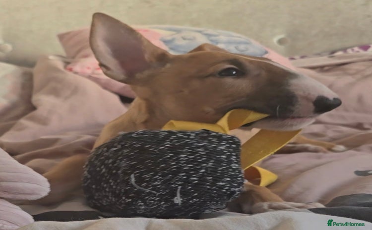 English Bull Terrier dogs - Advert 10