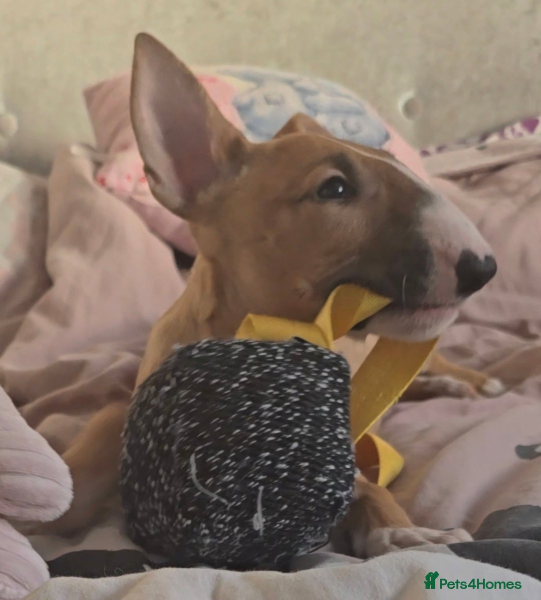 English Bull Terrier dogs for sale: Top Quality health tested champions lines - Image 1