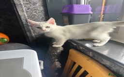 Mixed Breed cats for sale: Mainecoon x kittens  - Image 13