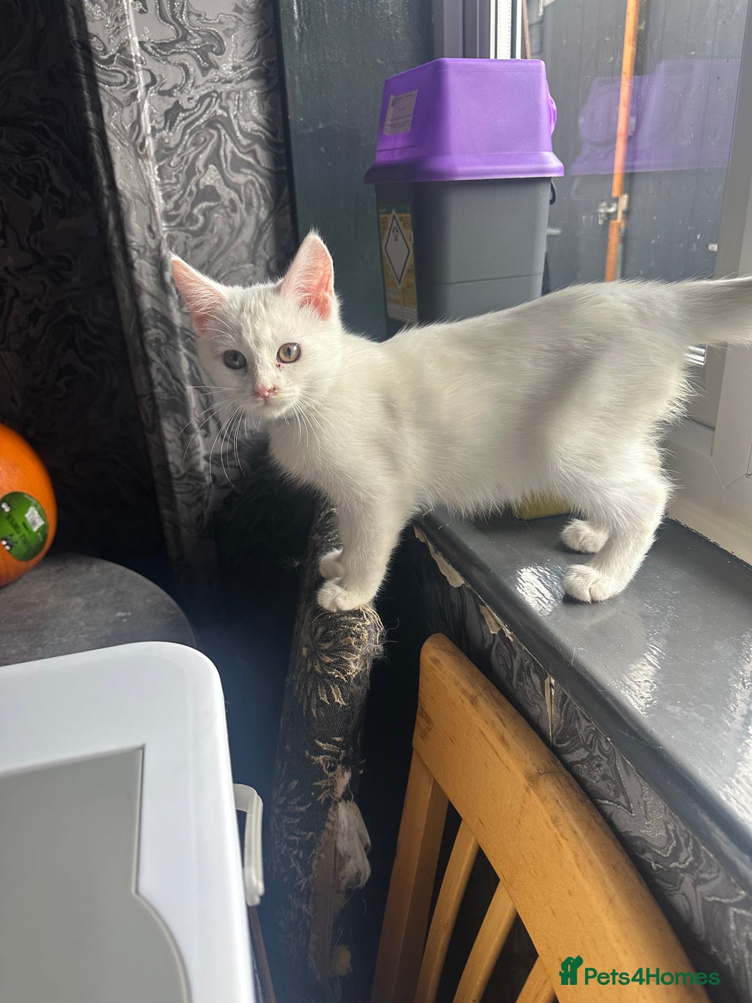 Mixed Breed cats for sale: Mainecoon x kittens  - Image 13