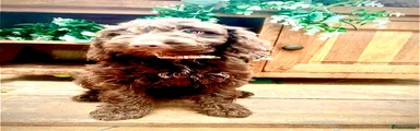 Sproodle 6