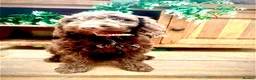 Sproodle dogs for sale: Merle and Chocolate F1  Sproodles  - Advert 25
