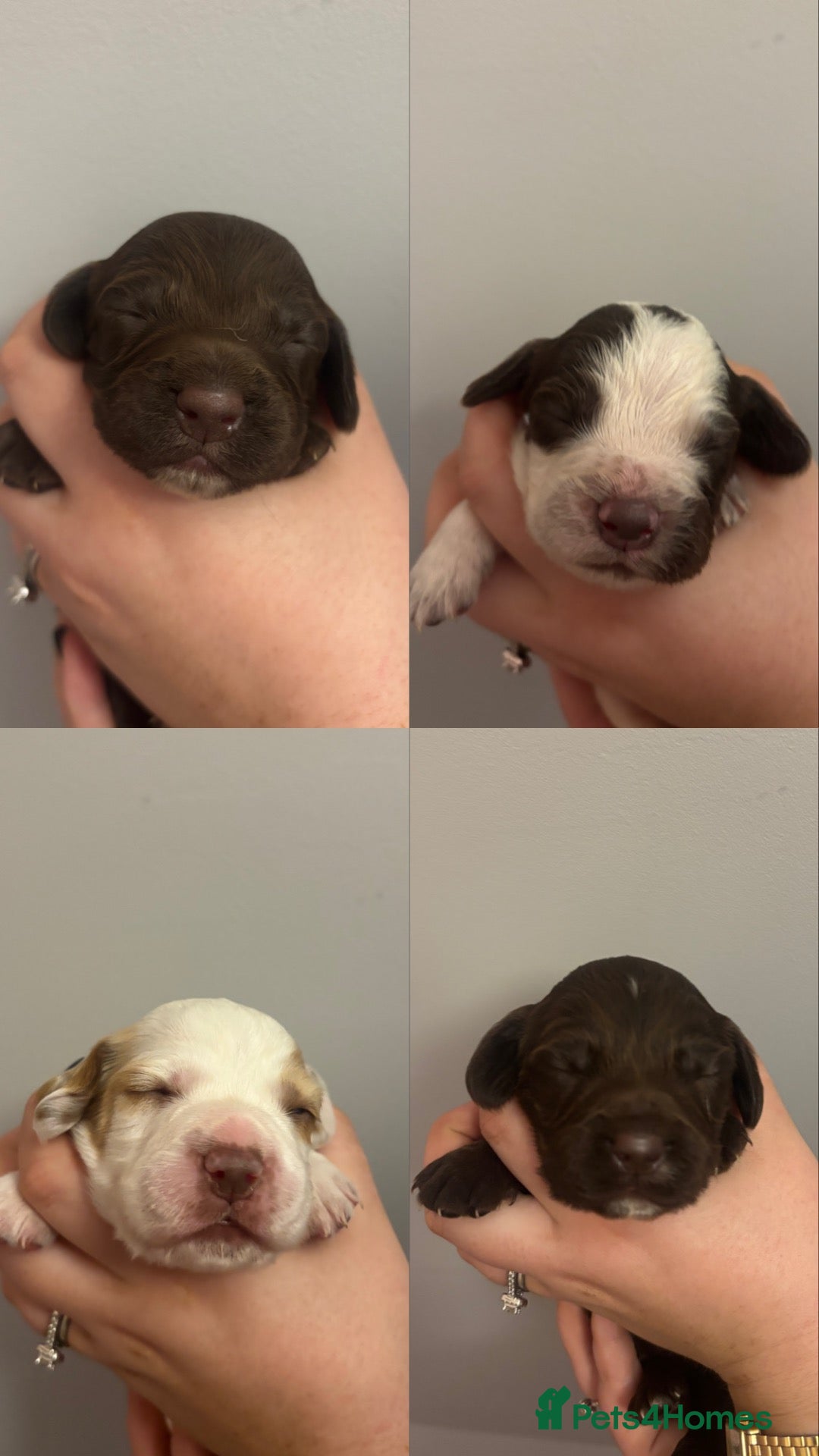 Cocker Spaniel dogs Cocker Spaniel Puppies - Advert 3
