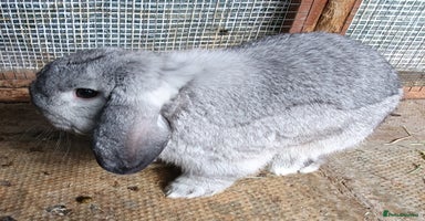 Mini Lop rabbits - Advert 4