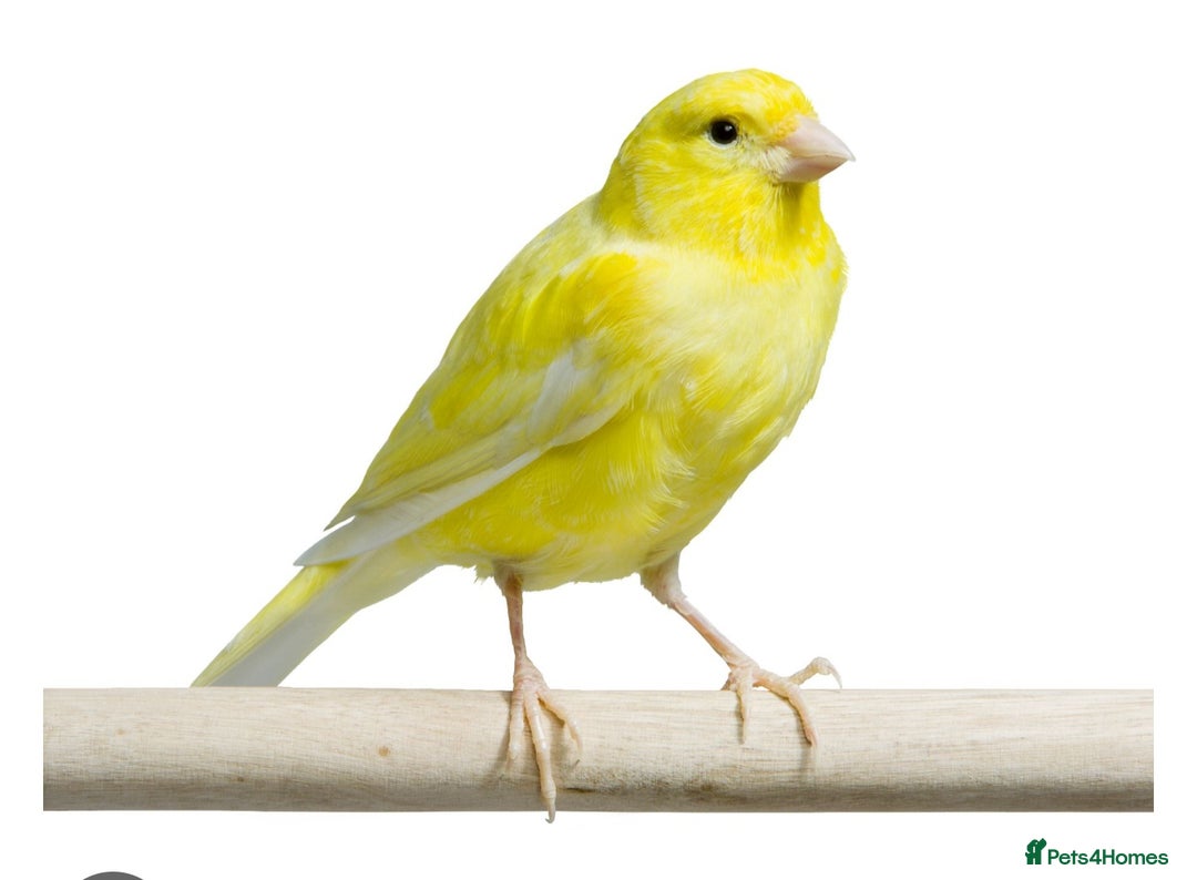 Canaries birds for sale: Canarys  - Advert 3