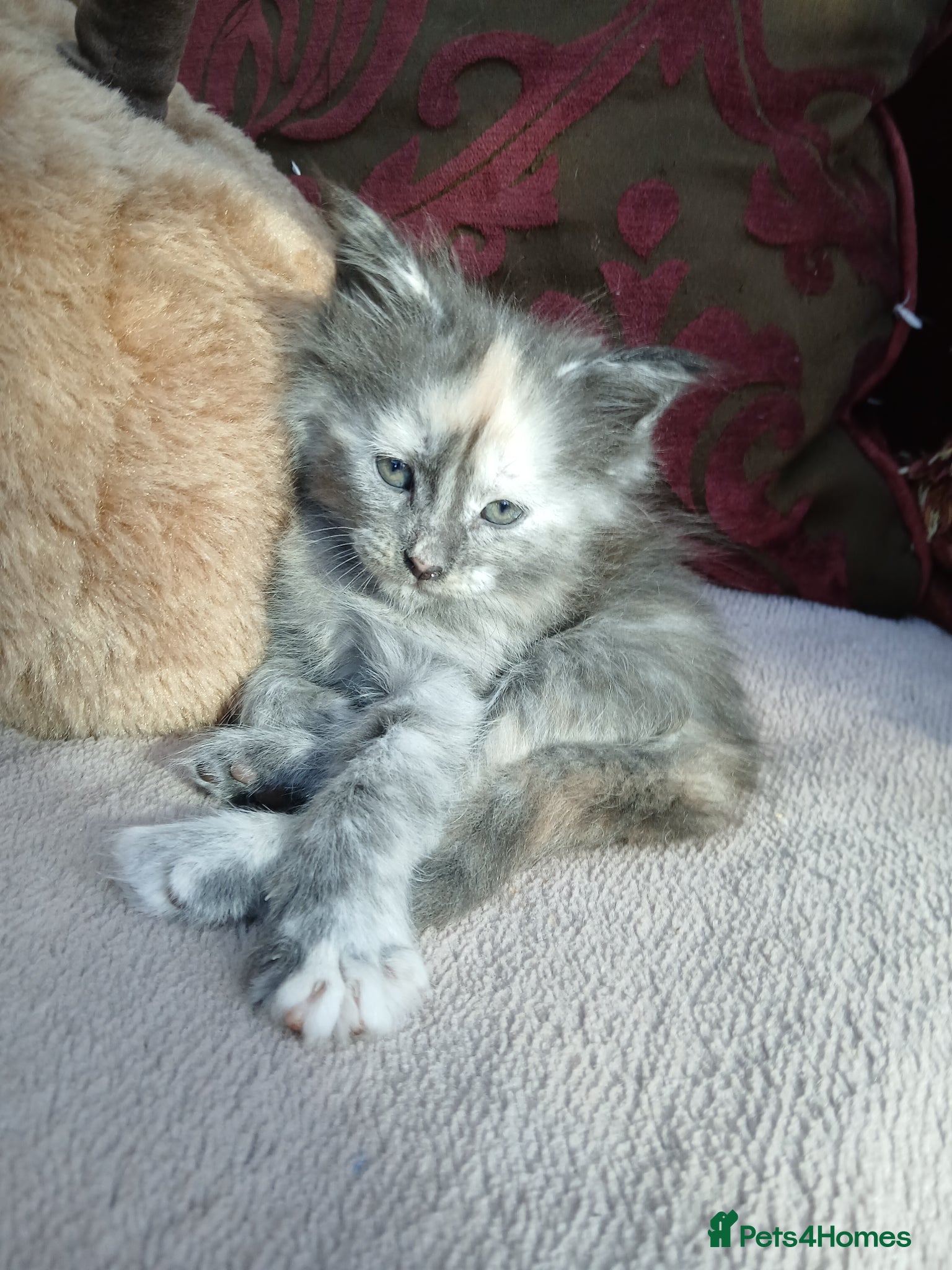Maine Coon cats 6 lovely Maine Coons . ( 3 girls remaining )  - Advert 1