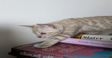 Bengal cats - Advert 4