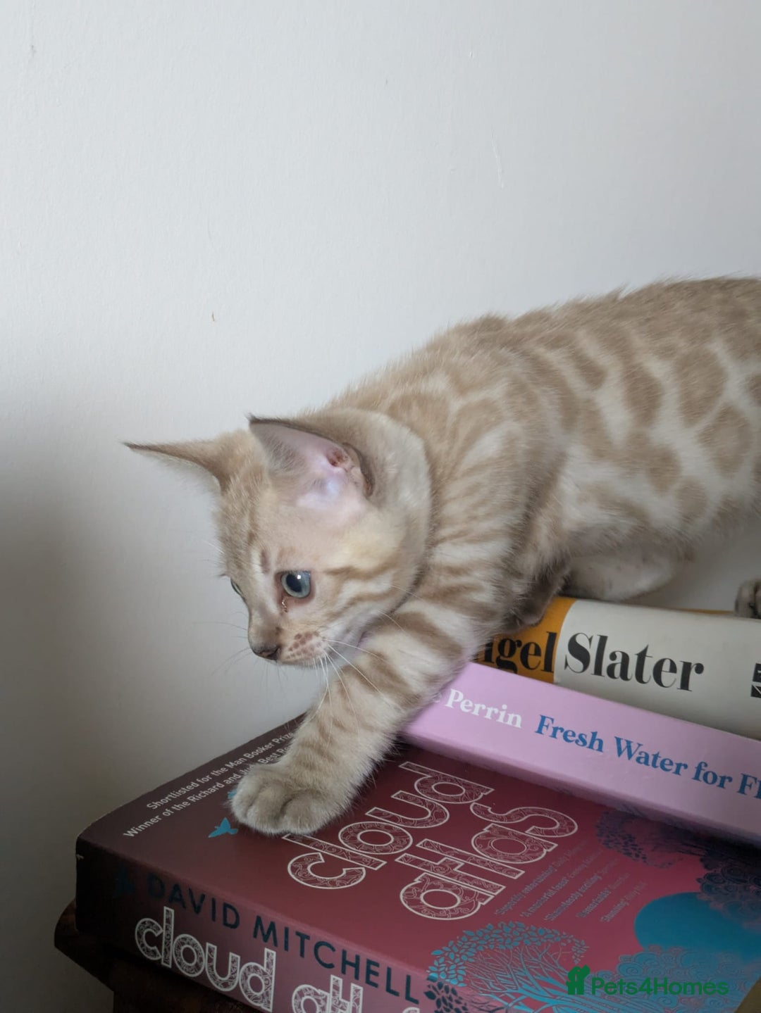 Bengal cats for sale: TICA Registered Snow Bengal kittens  - Image 2
