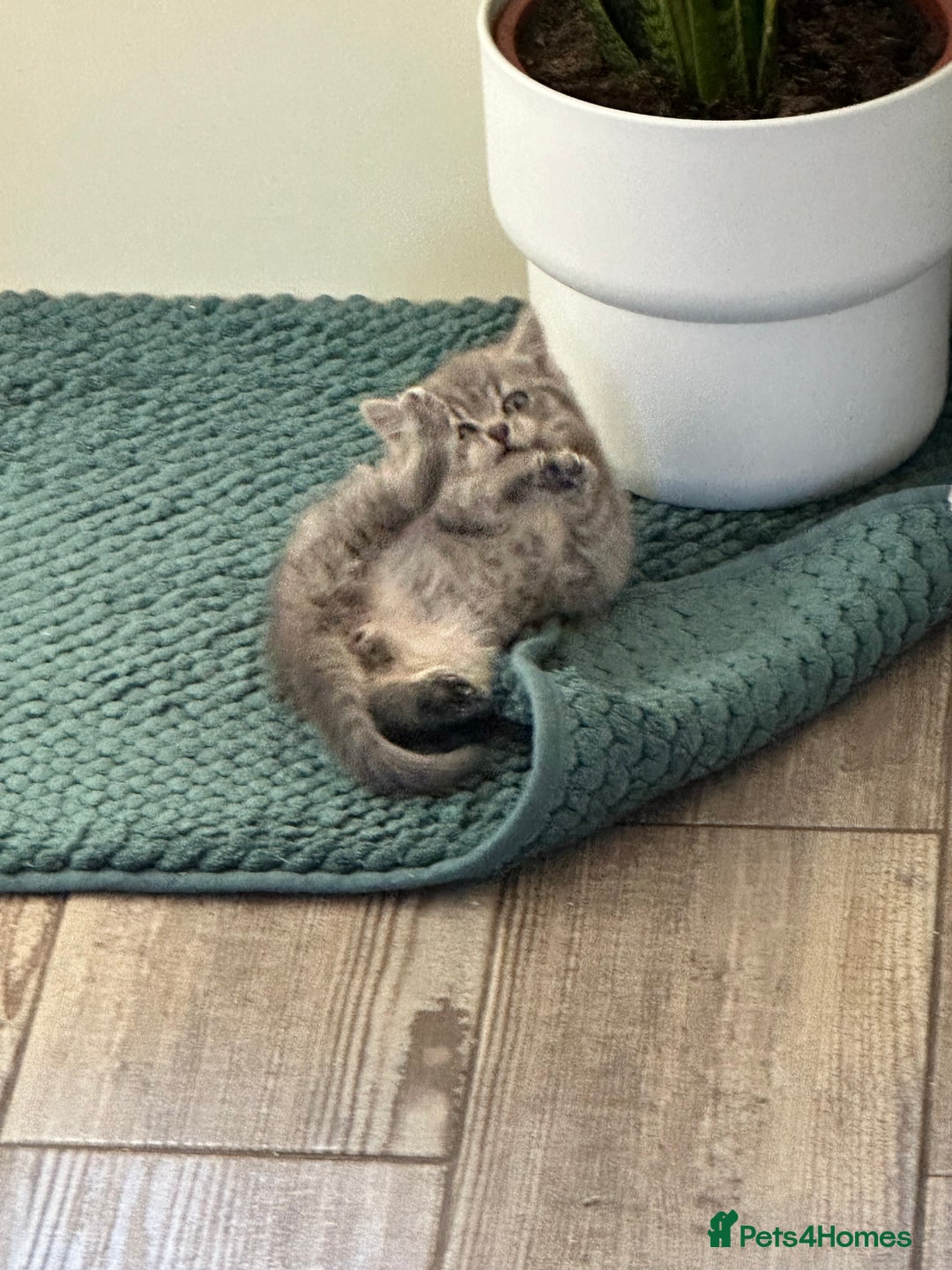 British Shorthair cats for sale: Female kitten - Advert 8