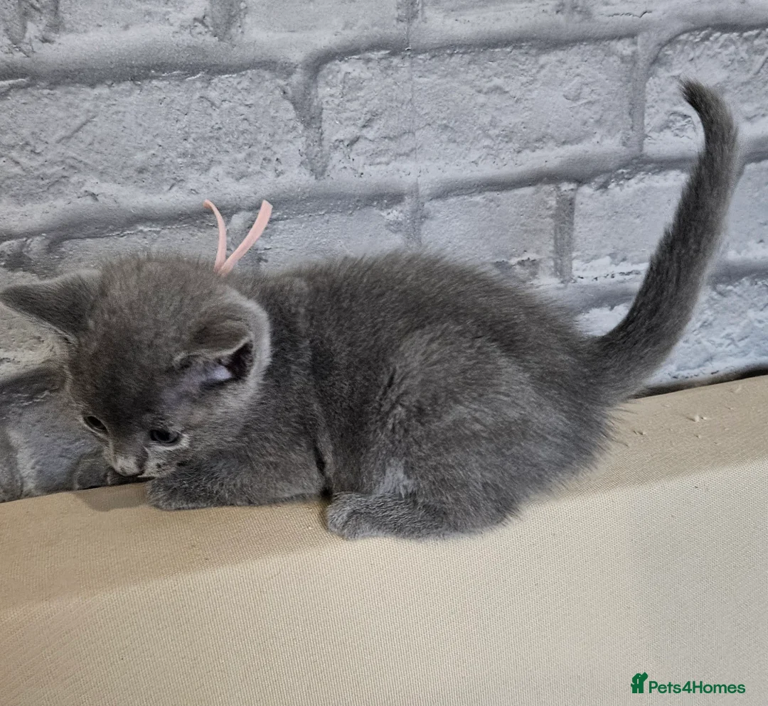 Russian Blue cats for sale: Russian blue  - Advert 9
