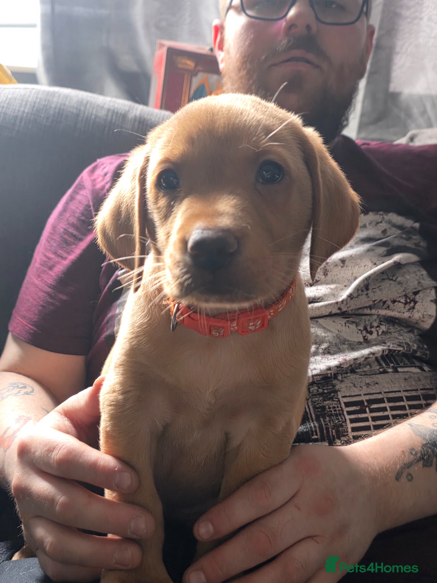Labrador Retriever dogs for sale: 2 Non KC Labrador puppies in Withernsea - Advert 12