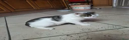 Domestic Shorthair cats for sale: Lovely Male Kittens Looking for a New Loving Home - Advert 2