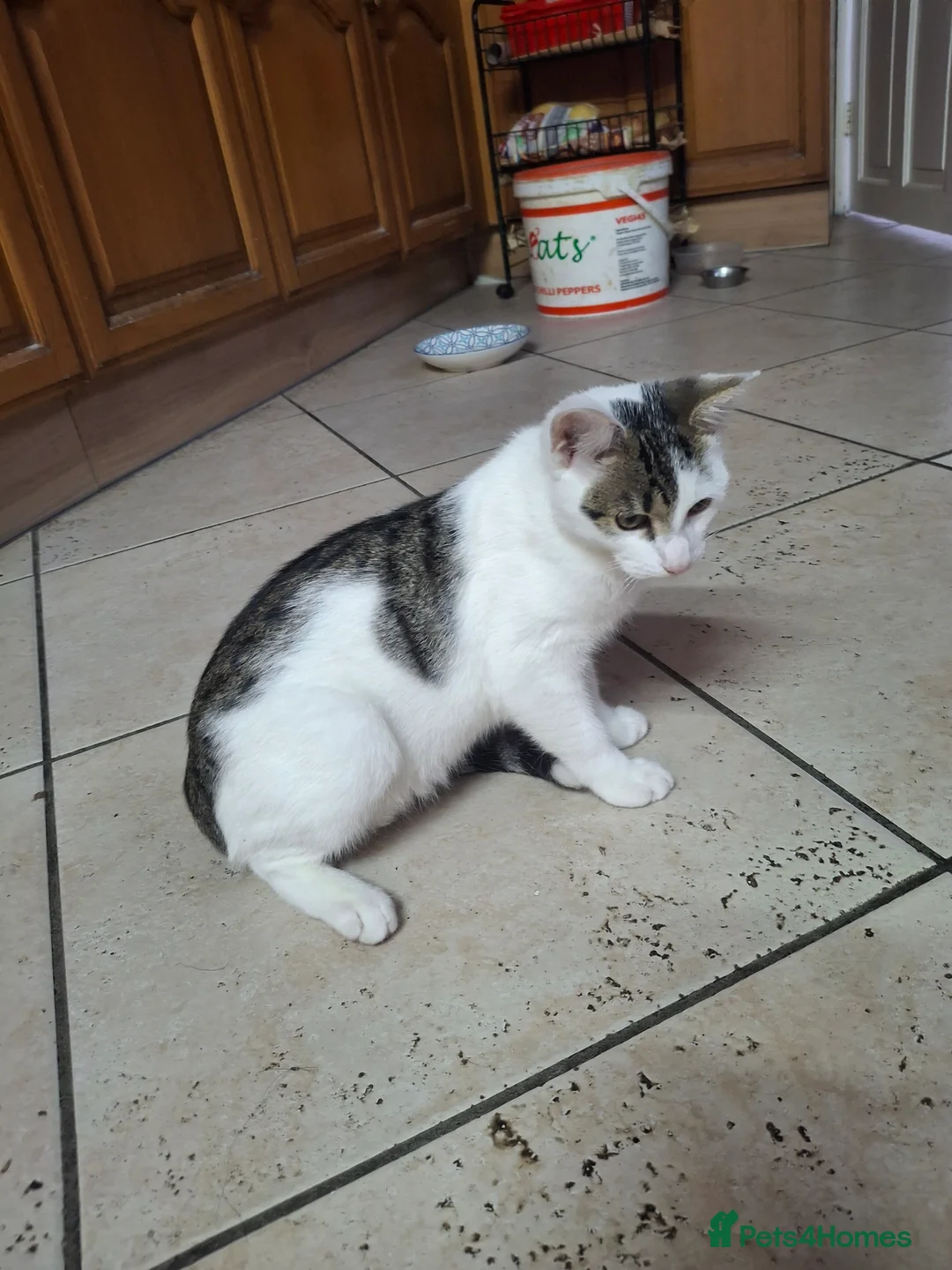 Domestic Shorthair cats for sale: Lovely Male Kittens Looking for a New Loving Home - Advert 2