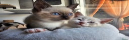 Ragdoll cats for sale: Soo cudly and playfull, two litters! - Advert 4