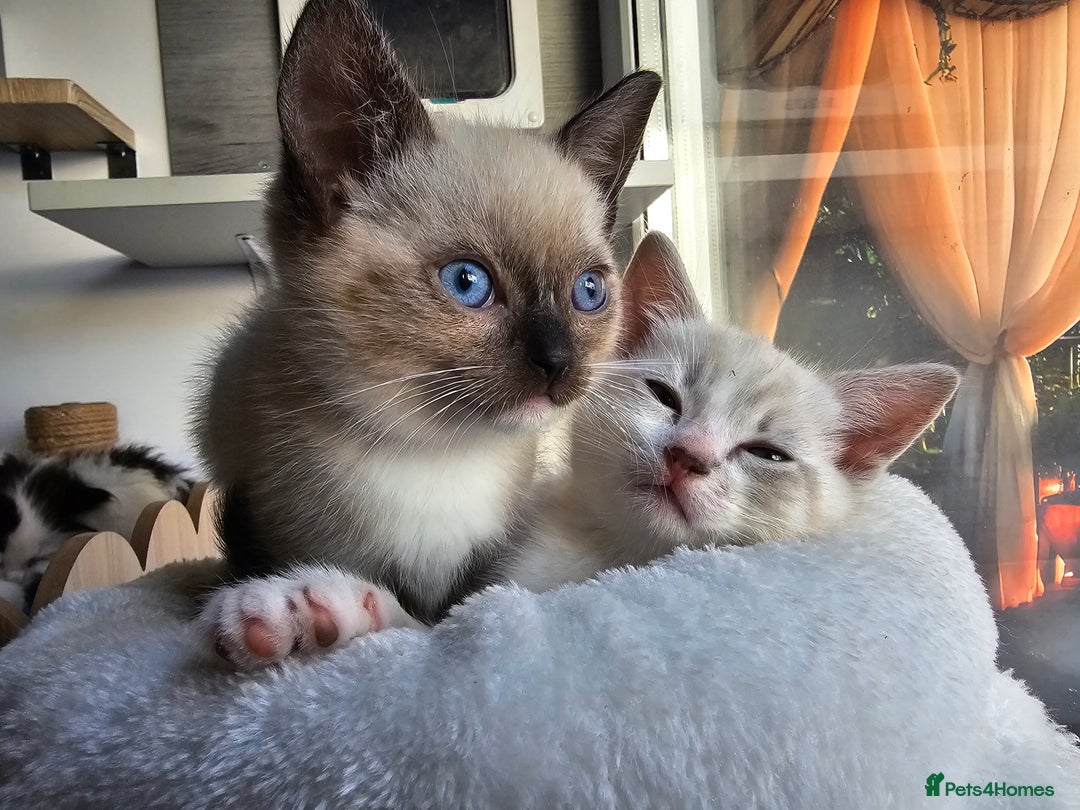 Ragdoll cats for sale: Soo cudly and playfull, two litters! - Advert 4