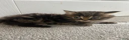Mixed Breed cats for sale: British short hair Cross - Advert 4