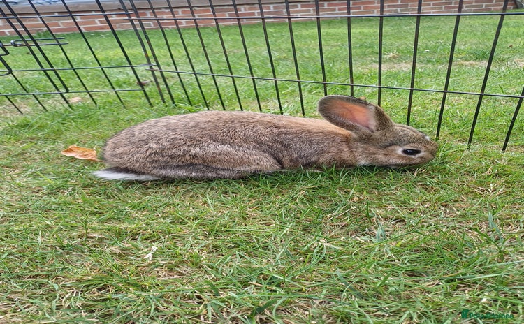 Mini Lop rabbits - Advert 14