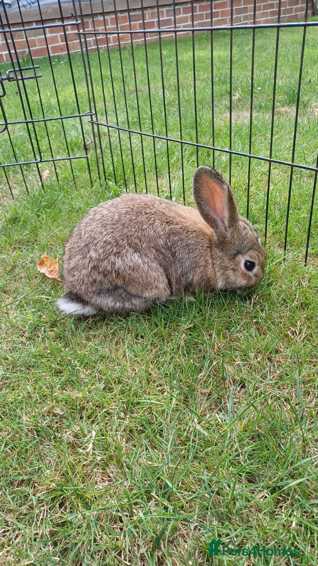 Mini Lop rabbits for sale: 4 Pure bred Mini Lop Rabbits *FOR SALE* 🥰 - Image 2