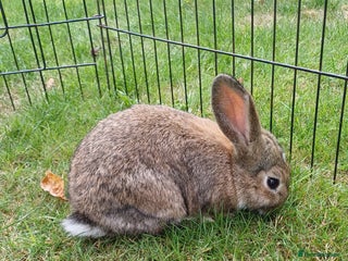 Mini Lop rabbits - Advert 13