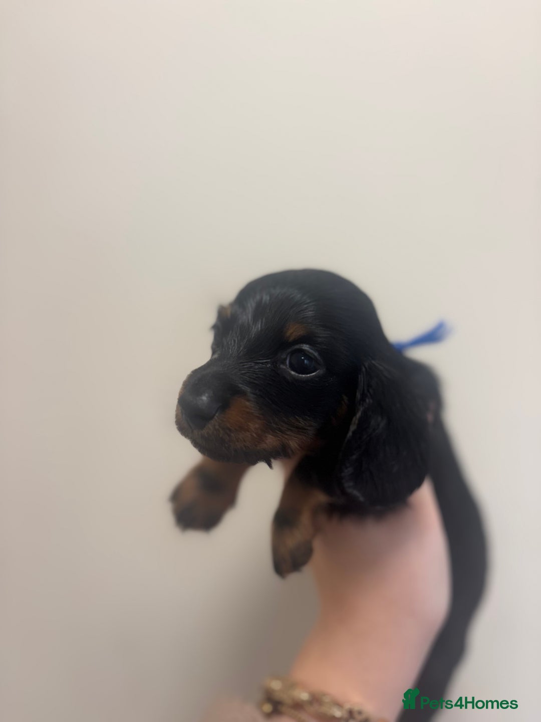 Miniature Dachshund dogs for sale: MINIATURE DACHSHUNDS - Advert 8