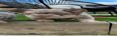 French Bulldog 6