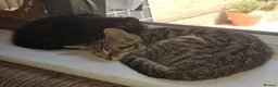 Mixed Breed cats for adoption: Tabby female rescue kitten needs home in Hook - Advert 2