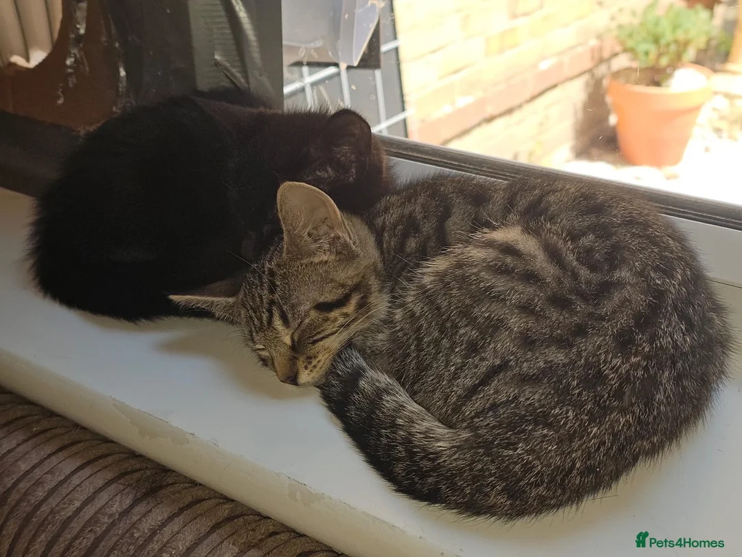 Mixed Breed cats for adoption: Tabby female rescue kitten needs home in Hook - Advert 2