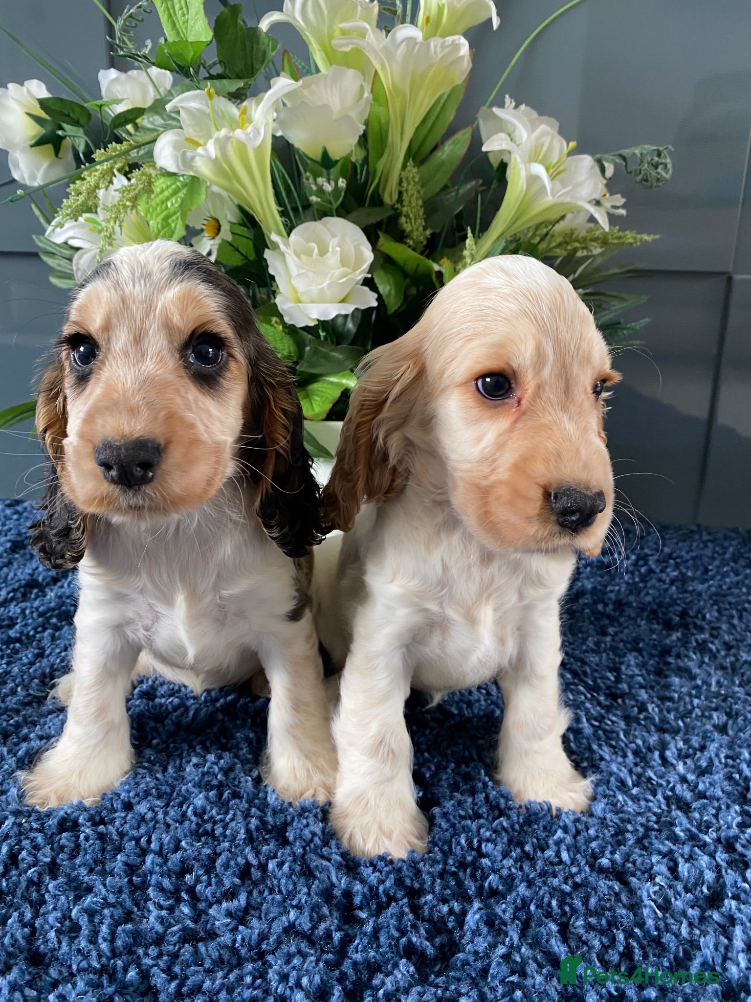 Cocker Spaniel dogs 🐶READY NOW 💝 Show type KC reg vaccinated - Advert 2