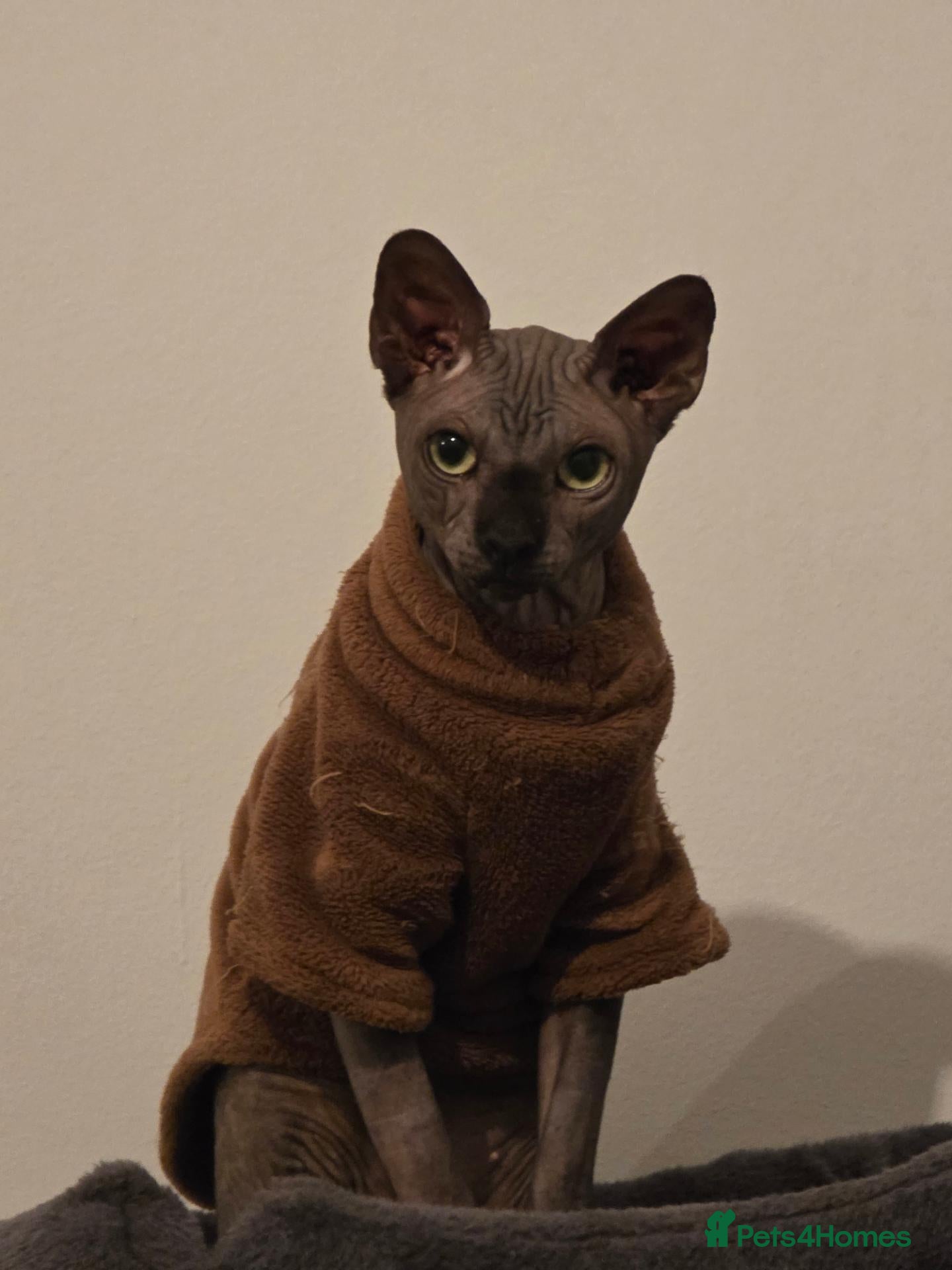 Sphynx cats TICA Registered Canadian Sphynx Male for Stud. - Advert 6