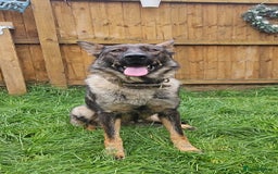 German Shepherd dogs for sale: German Shepherd Puppies – Working Line - Image 22
