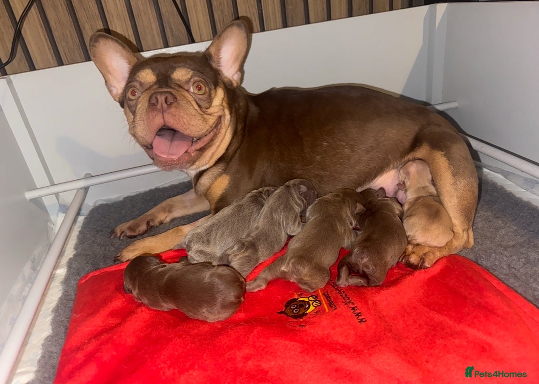 French Bulldog dogs for sale: Rojo french bulldog puppies - Advert 1