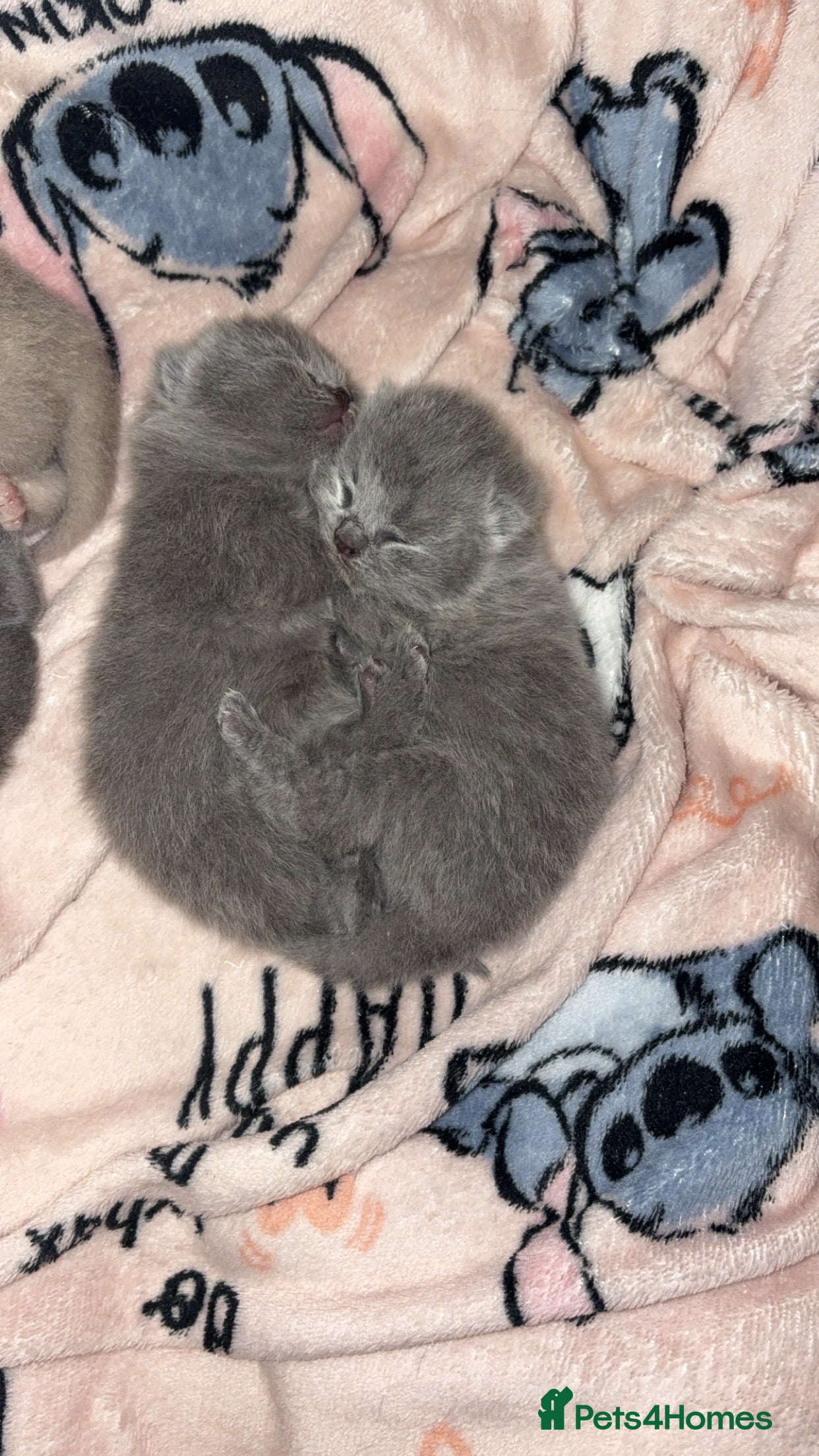 British Shorthair cats Short haired kittens from pedigree parents  - Advert 3