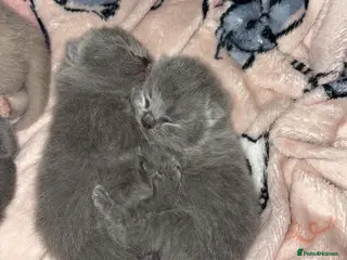 British Shorthair cats Short haired kittens from pedigree parents - Advert 3