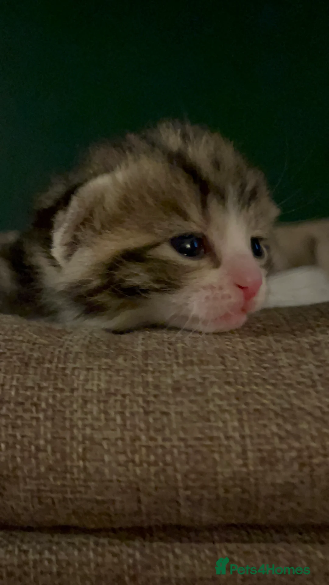 Mixed Breed cats for sale: Gorgeous tabby’s  - Advert 1