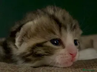 Mixed Breed cats Gorgeous tabby’s - Advert 3