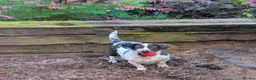 Mixed Breed dogs for sale: Annie is looking for her forever home  in Harlow - Advert 1