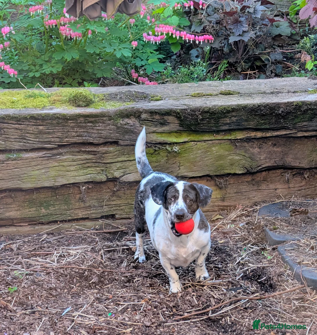 Mixed Breed dogs for sale: Annie is looking for her forever home  in Harlow - Advert 1