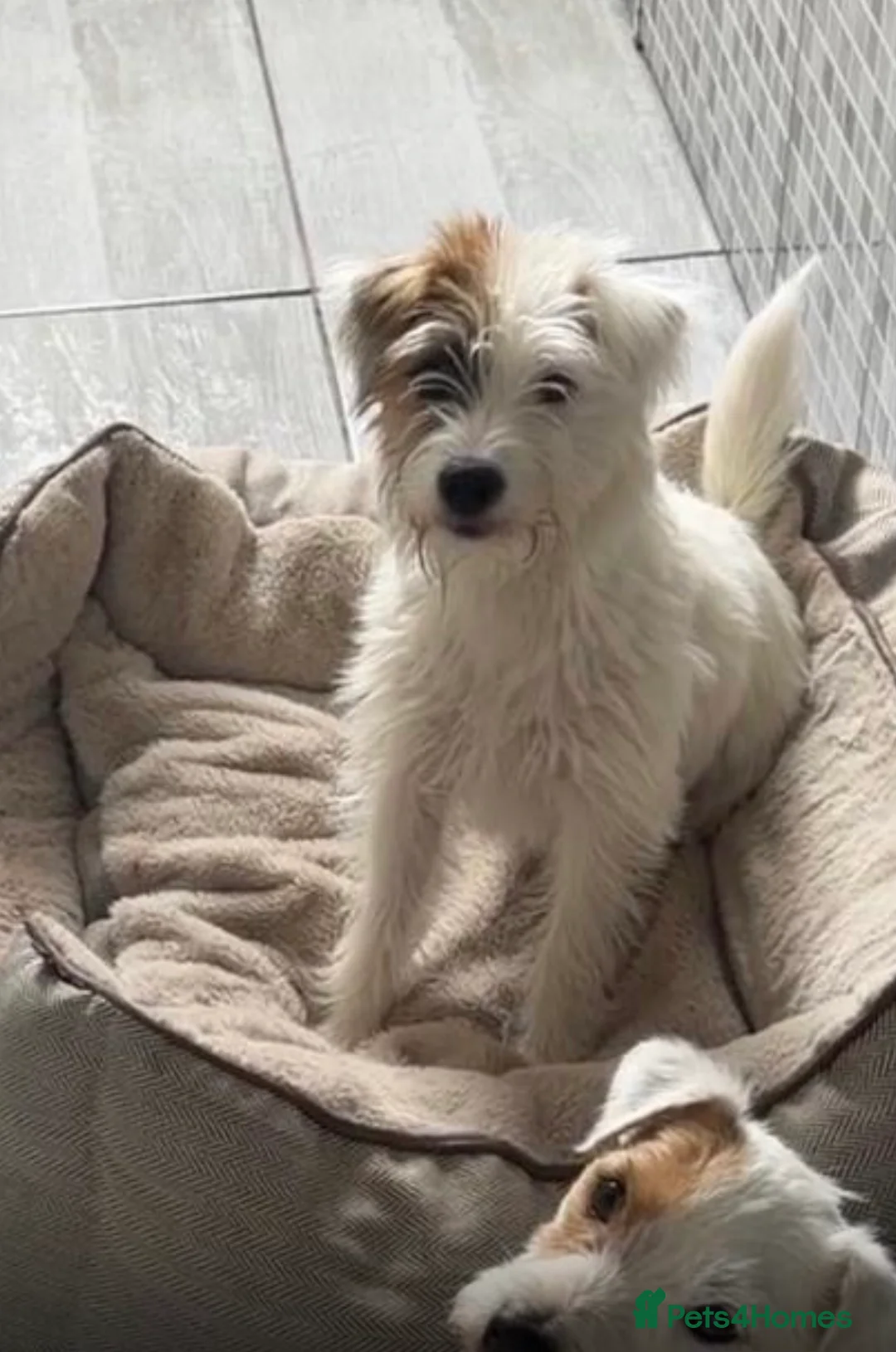 Parson Russell dogs for sale: KC Reg Parson Pup - Advert 2