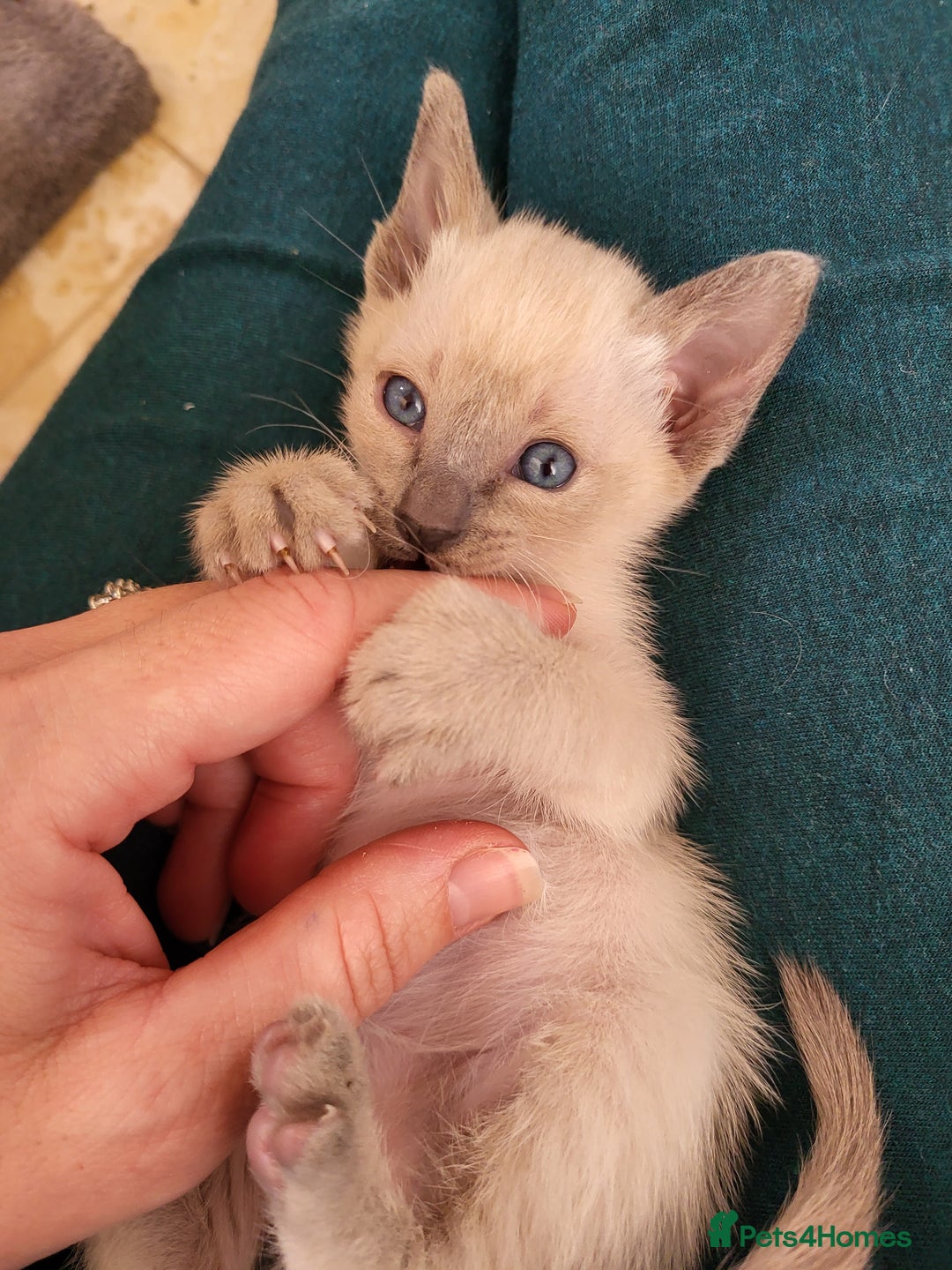 Siamese cats for sale: Old Style Siamese Kittens. Raised with love & care - Image 6