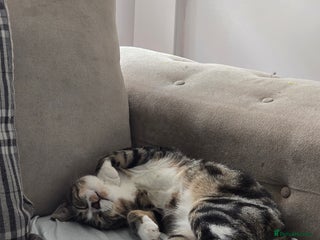 Domestic Shorthair cats for sale: Year old snuggle monster - Advert 1