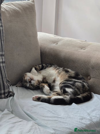 Domestic Shorthair cats Year old snuggle monster - Advert 3