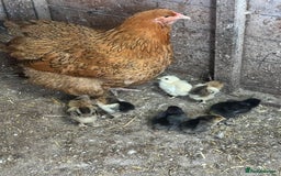 Chickens poultry for sale: Mum with chicks for sale  - Image 4