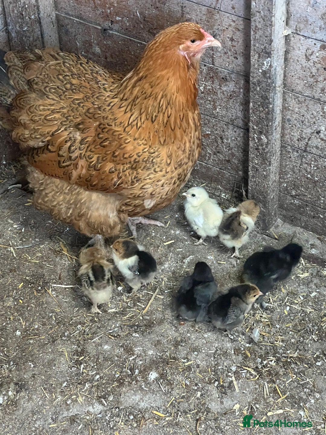 Chickens poultry for sale: Mum with chicks for sale  - Image 4