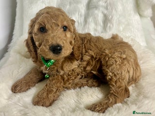 Goldendoodle dogs Outstanding quality fully tested Goldendoodle pups - Advert 5