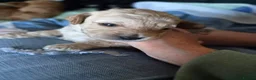 Cockapoo dogs for sale: Cockerpoo puppies  in Grantham - Advert 20